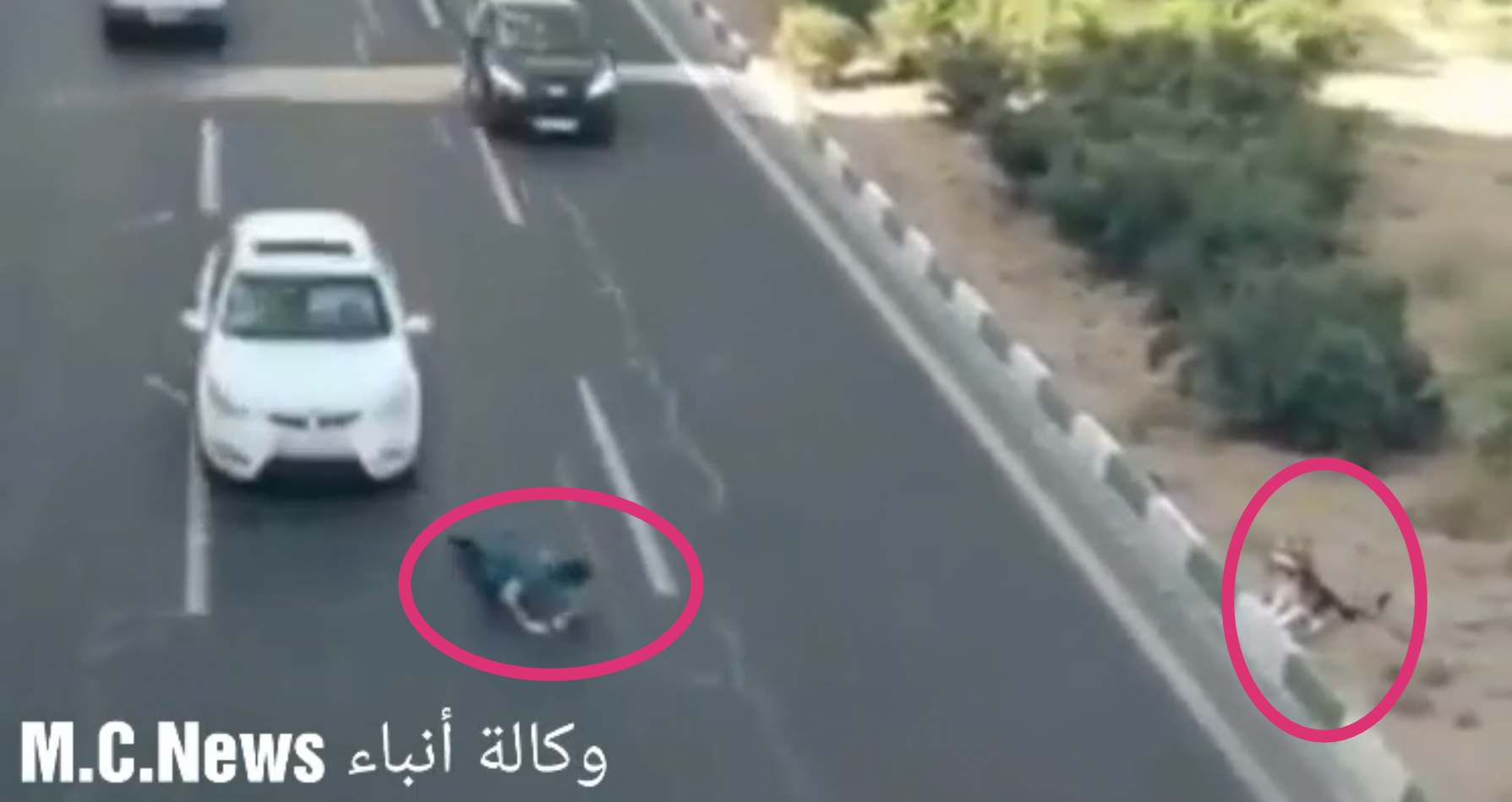 الشاب لحظة إنقاذ الكلب